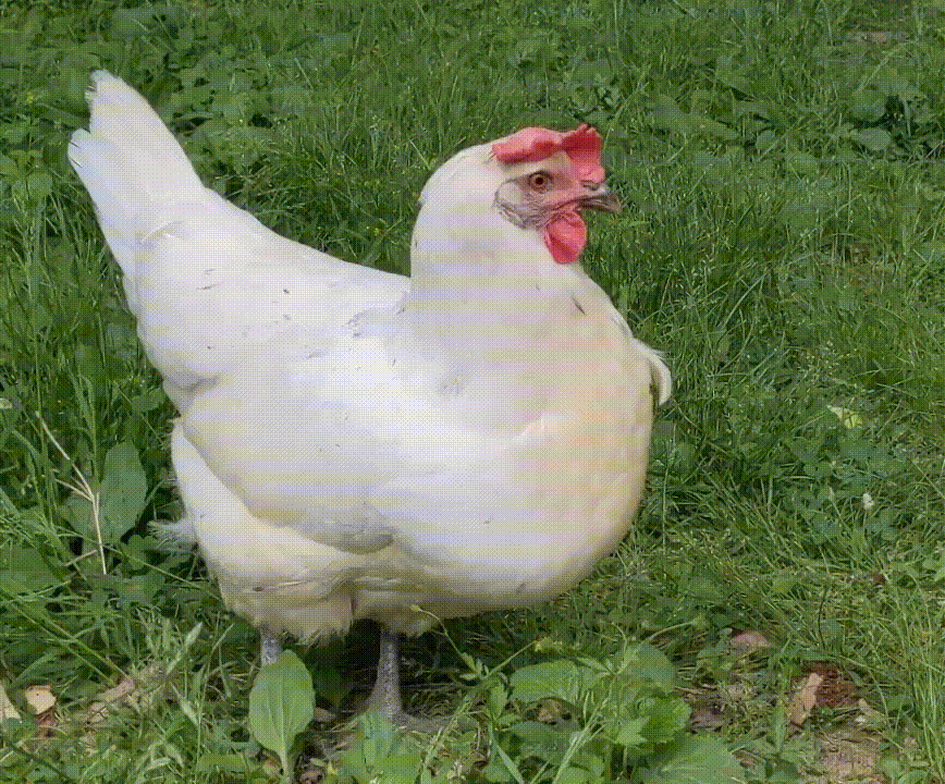Chicken gif