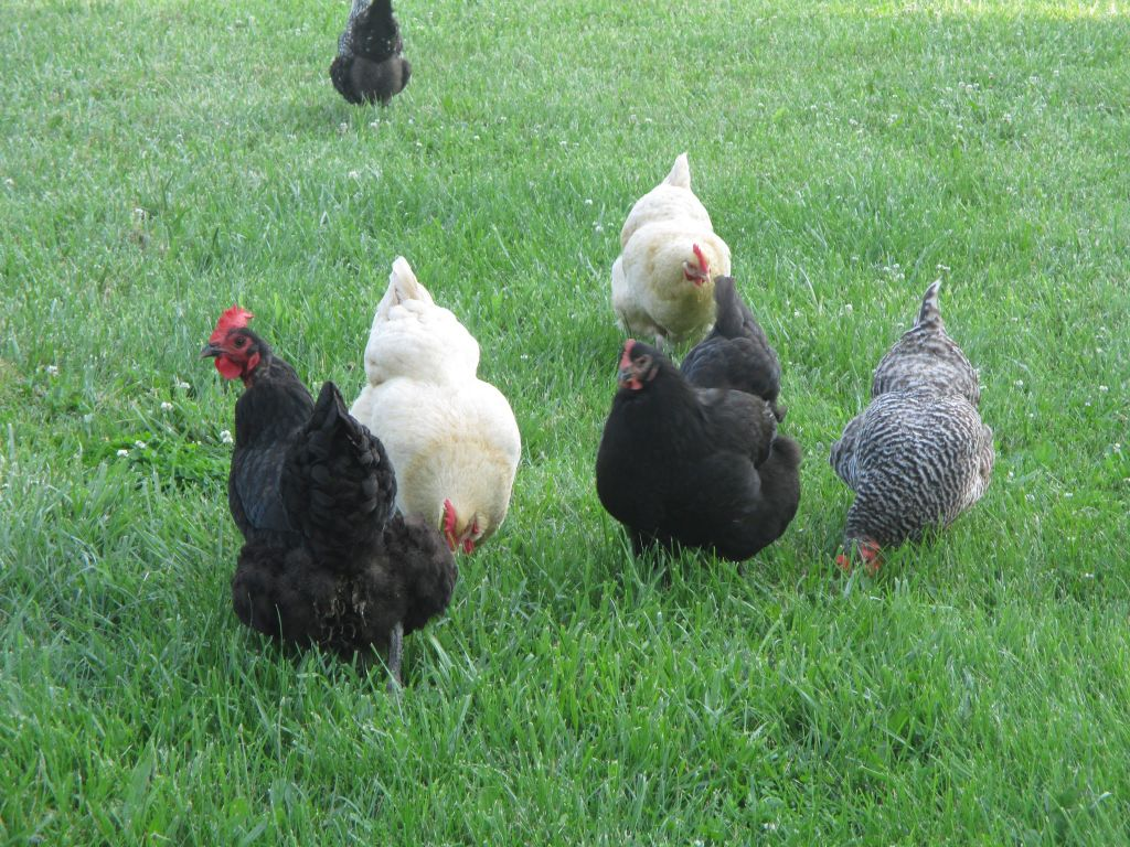Flock of beautiful hens grazing in the pasture